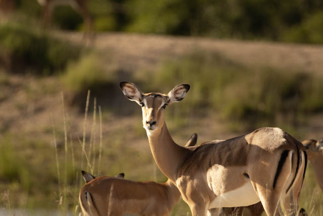 Safari
