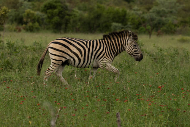 Safari