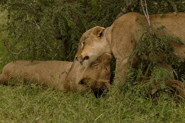 Safari