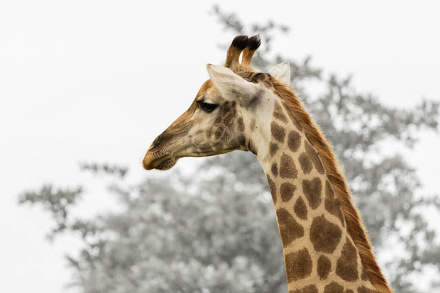 Safari