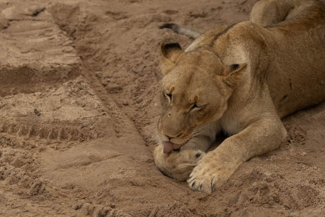 Safari