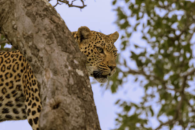 Safari