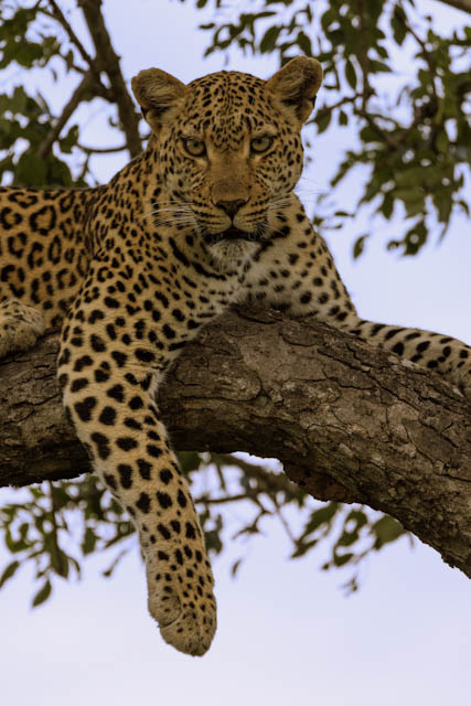 Safari