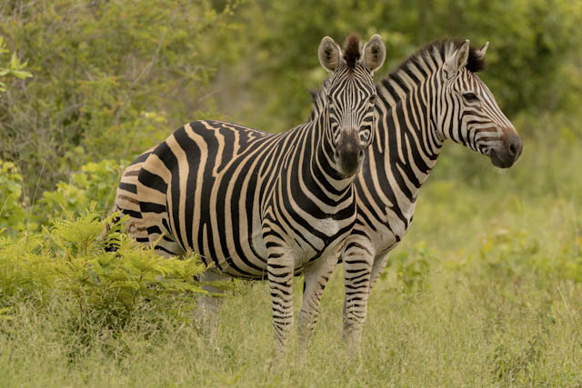 Safari