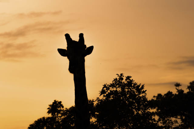 Safari