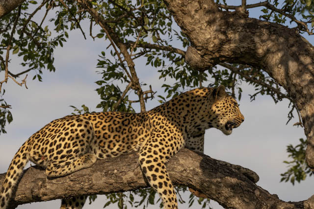 Safari