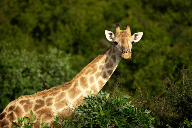 Safari