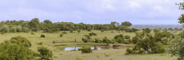 Safari