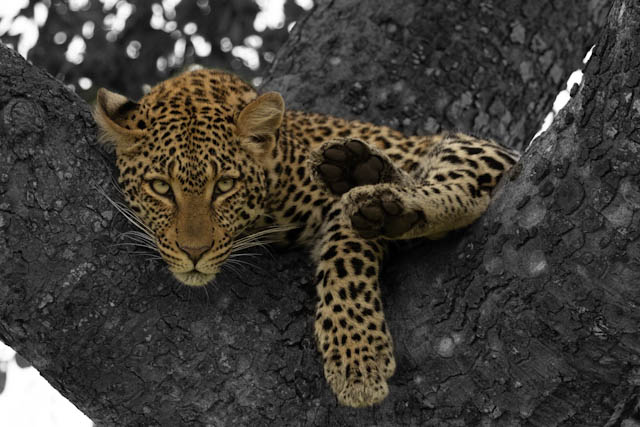 Safari