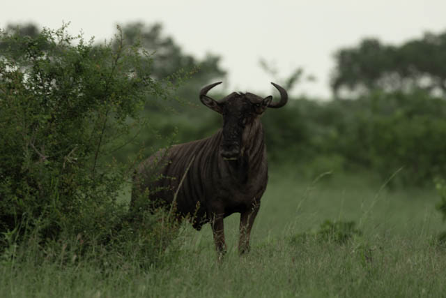 Safari
