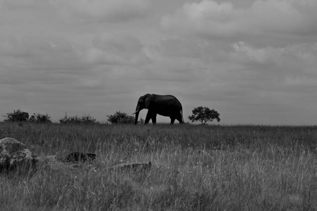 Safari
