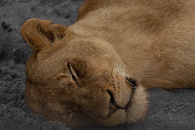 Safari