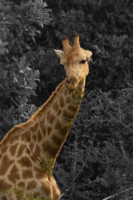 Safari