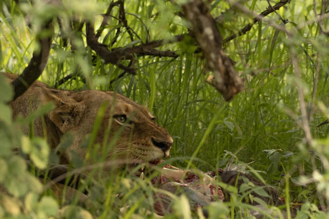 Safari