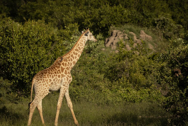 Safari