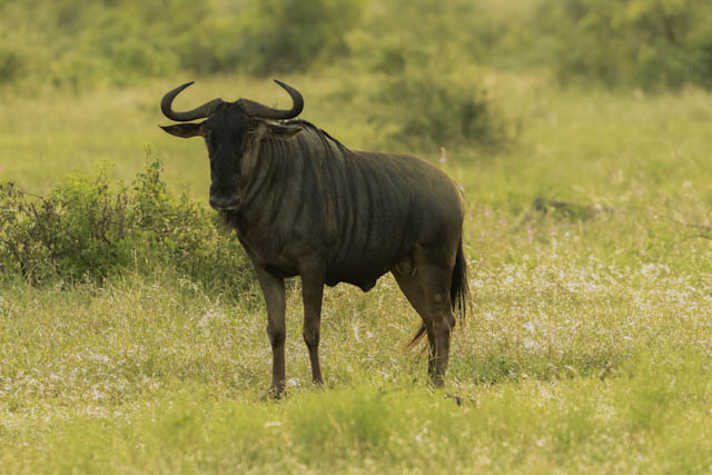 Safari