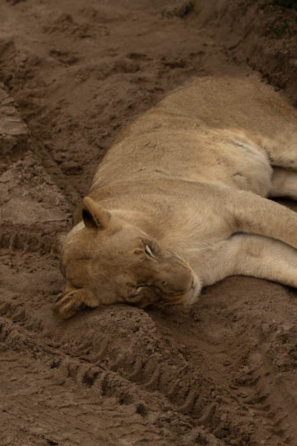 Safari