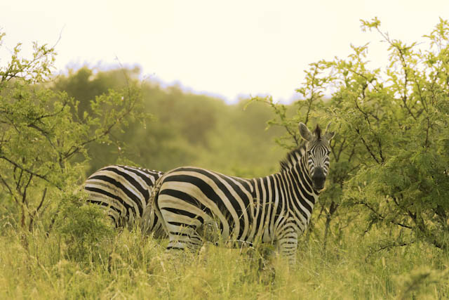Safari
