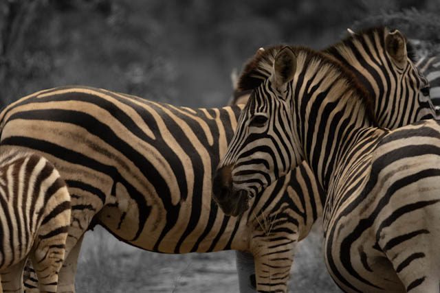Safari