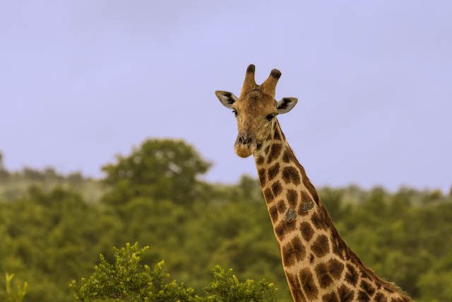 Safari