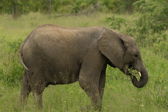 Safari