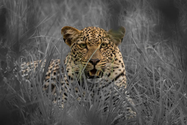 Safari