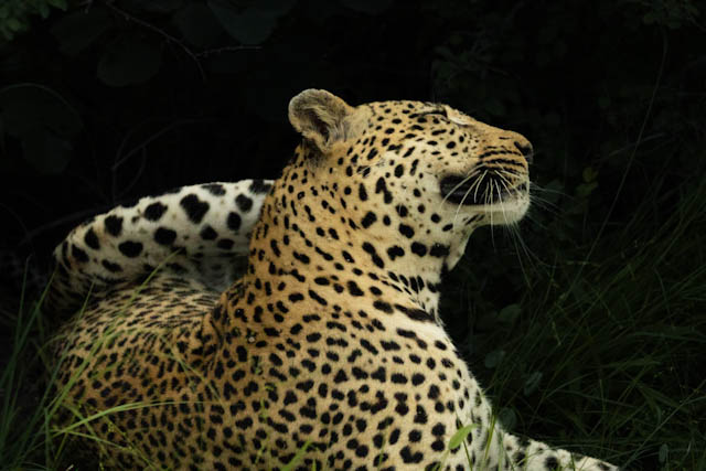 Safari