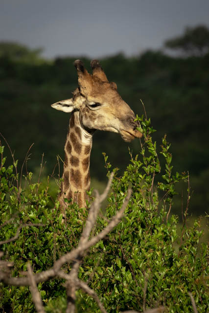 Safari